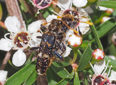 Scrobiger splendidus