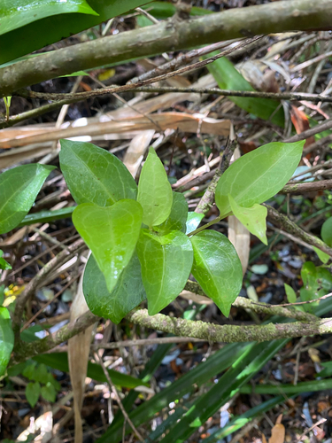Griselinia racemosa, photograph 3