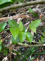 Griselinia racemosa, photograph author not stated, no rights reserved