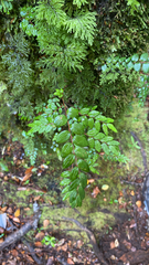 Luzuriaga polyphylla, photograph author not stated, no rights reserved