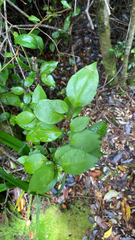 Griselinia racemosa, photograph author not stated, no rights reserved