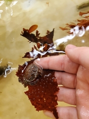 Glebocarcinus oregonensis