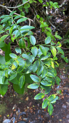 Campsidium valdivianum, photograph author not stated, no rights reserved