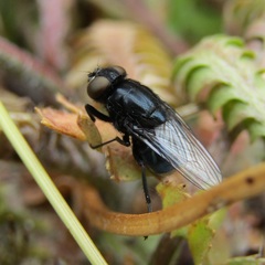 Australophyra rostrata
