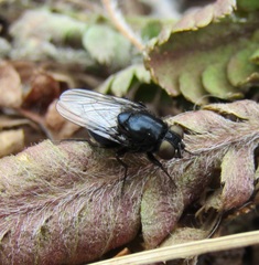 Australophyra rostrata
