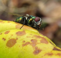 Chrysomya rufifacies