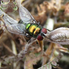 Chrysomya rufifacies