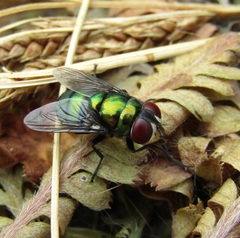 Chrysomya rufifacies