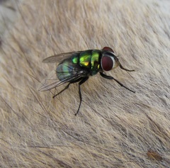 Chrysomya rufifacies