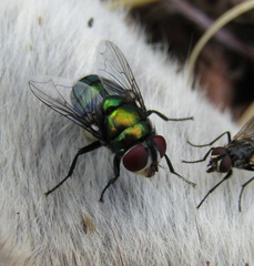 Chrysomya rufifacies