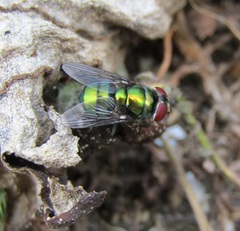 Chrysomya rufifacies