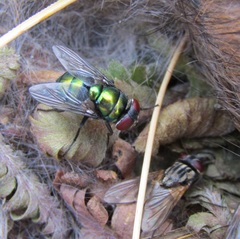 Chrysomya rufifacies