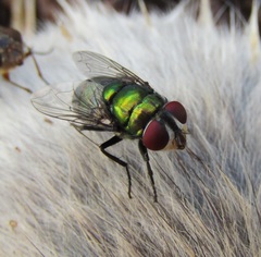 Chrysomya rufifacies