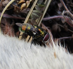 Chrysomya rufifacies