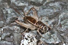 Lepidogryllus