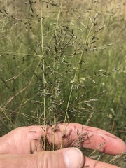 Eragrostis chloromelas