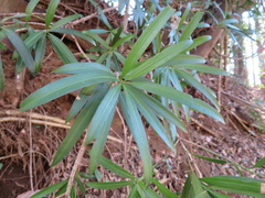 Podocarpus macrophyllus