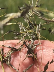 Eragrostis chloromelas