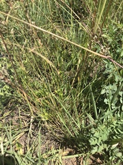 Eragrostis racemosa