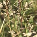 Eragrostis racemosa - Photo (c) David Hoare, μερικά δικαιώματα διατηρούνται (CC BY-NC), uploaded by David Hoare