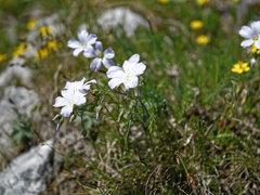 Linum alpinum