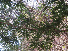 Podocarpus macrophyllus