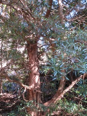 Podocarpus macrophyllus