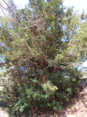 Podocarpus macrophyllus