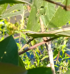 Leptophis diplotropis