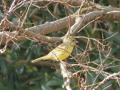 Emberiza personata