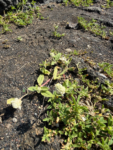 Gomphrena celosioides observed 2026-01-30