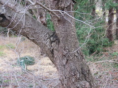 Prunus serrulata