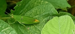 Atractomorpha lata