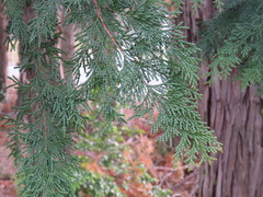 Chamaecyparis obtusa