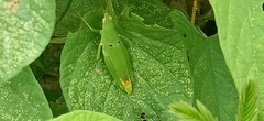 Atractomorpha lata