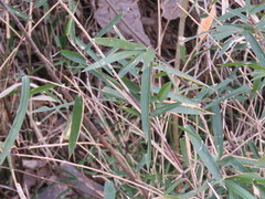 Bambusoideae