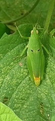 Atractomorpha lata