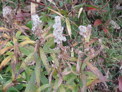 Solidago altissima