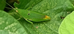 Atractomorpha lata