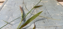 Paspalum conjugatum