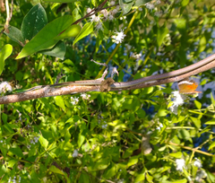 Leptophis diplotropis