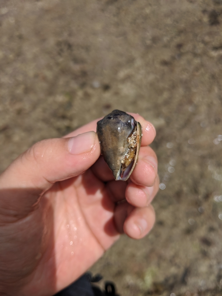 Coronated cone