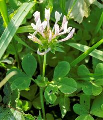 Trifolium clypeatum