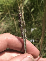 Diheteropogon amplectens
