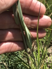 Diheteropogon amplectens