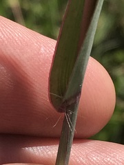 Diheteropogon amplectens