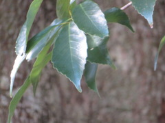 Quercus glauca