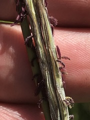 Diheteropogon amplectens