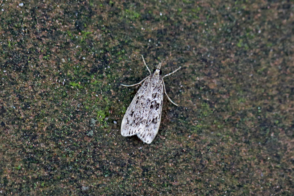 Ground-moss Grey