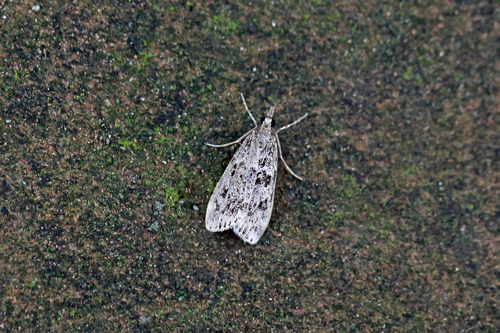 Ground-moss Grey